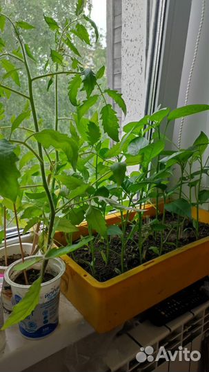 Рассада помидоров томатов