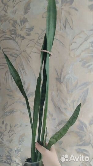 Сансевиерия, тëщин язык