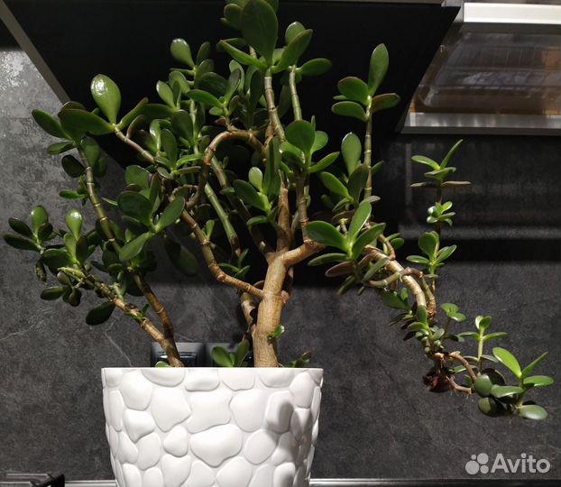 Молочай, толстянка/ денежное дерево