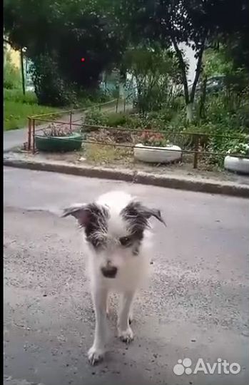 Собака Флинт