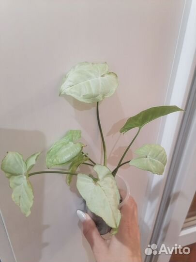 Сингониумы разные, сортовые