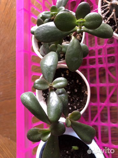 Каланхоэ, красула хоббит, денежное дерево