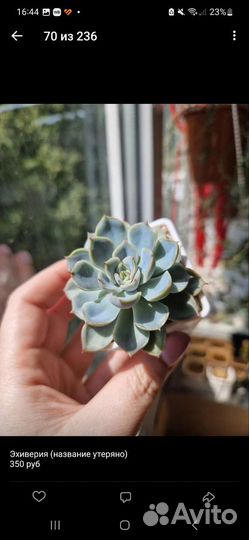 Суккуленты Эхиверии, много разных видов