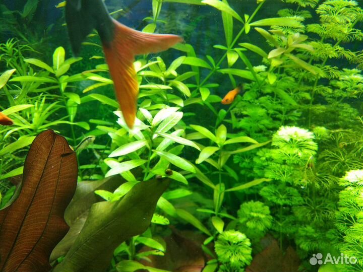 Аквариумные растения