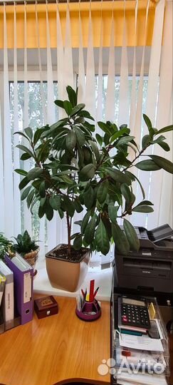 Спатифиллум