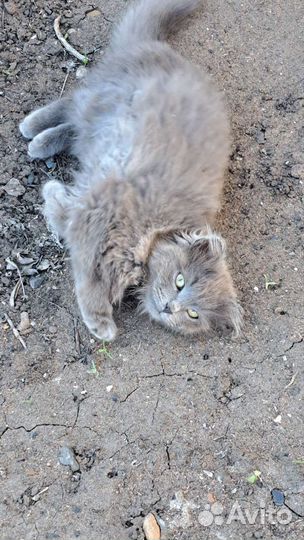 Котенок мальчик серый