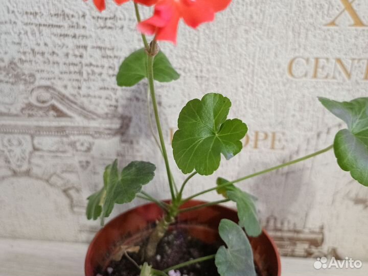 Пеларгония