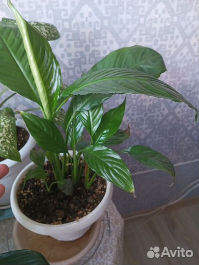 Цветы комнатные