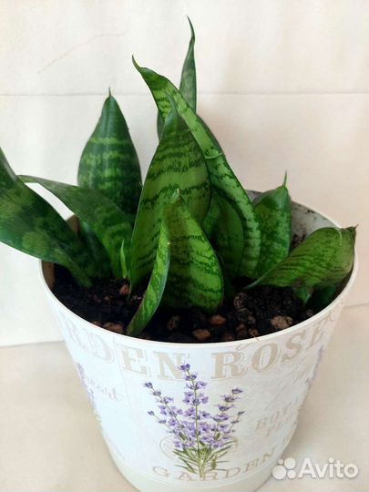 Сансевиерия ханни