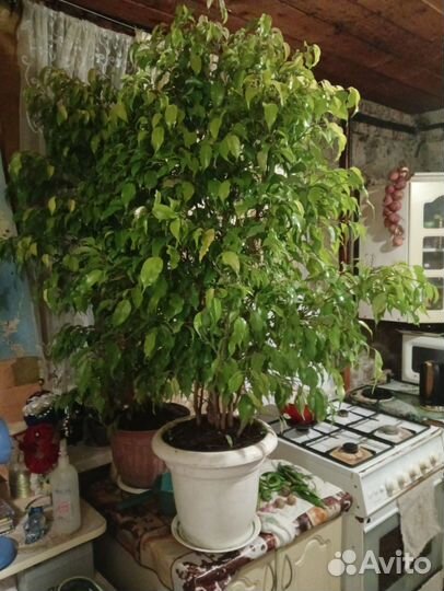 Комнатные цветы