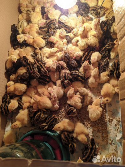 Инкубационное яйцо Техасского перепела