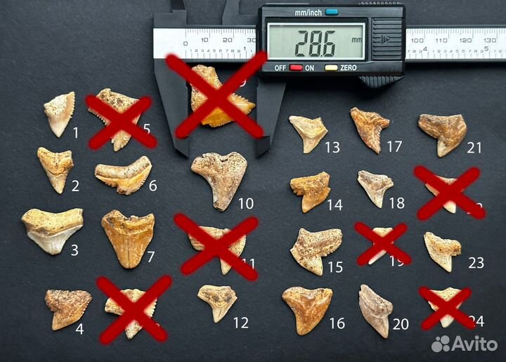 Зубы ископаемых акул 16 шт