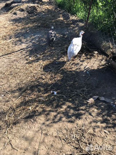 Домашние яйца гусиные, цицарки