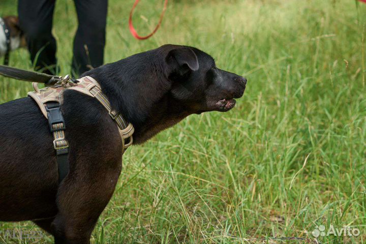 Нежный и робкий мальчик