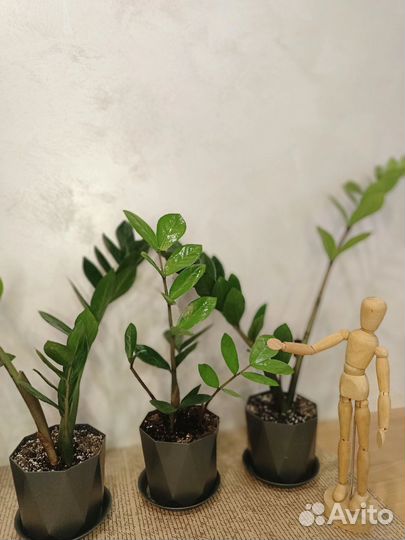 Замиокулькас