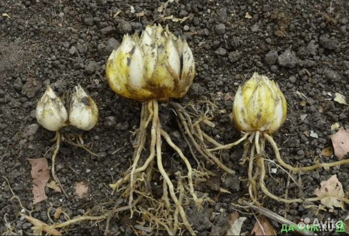 Луковицы лилии оптом