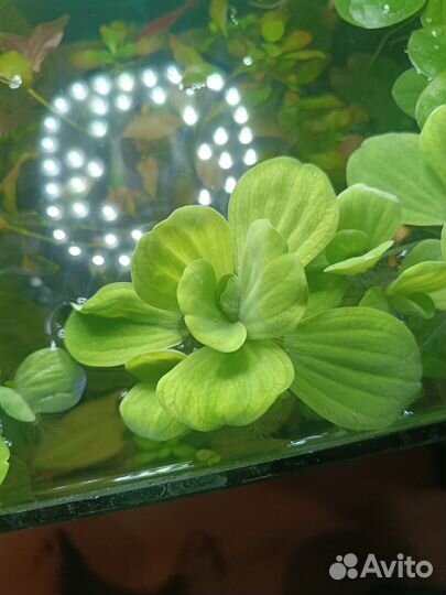 Растения аквариуиные