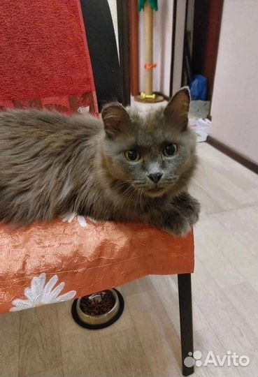 Кошечка в добрые руки