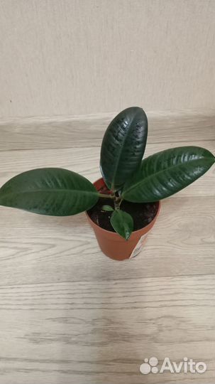 Продам фикус