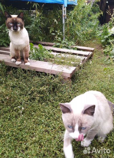 Сиамска тайские котята