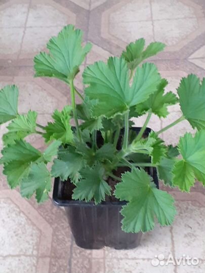 Королевская пеларгония