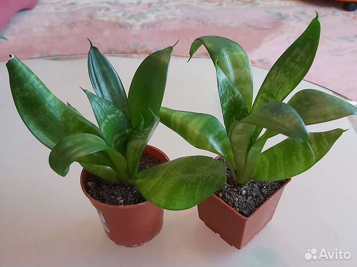 Разное Комнатные растения