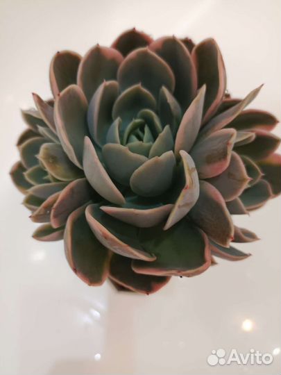 Суккуленты