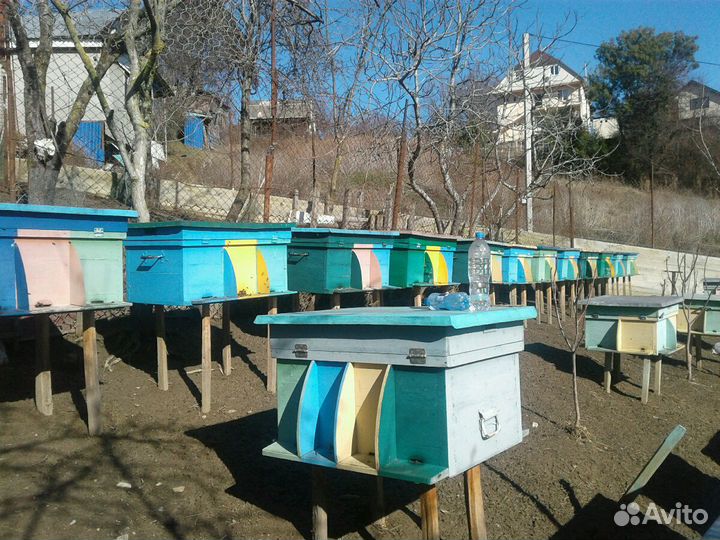 Продаеться ульи с пчелами