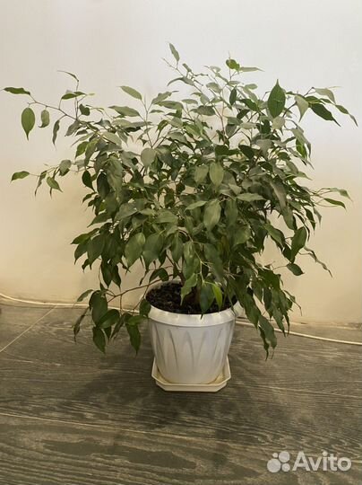 Фикус бенджамина большой