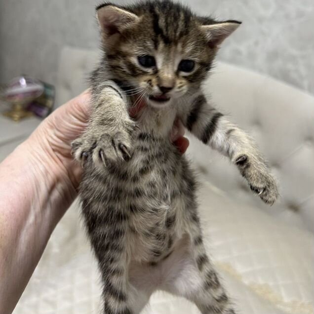 Котёнок в добрые руки