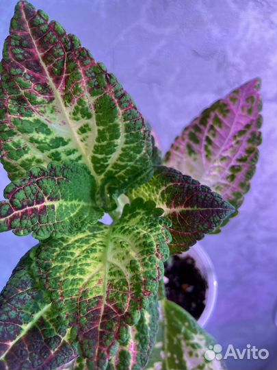 Колеус аватар