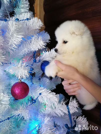 Щенки самоедской лайки