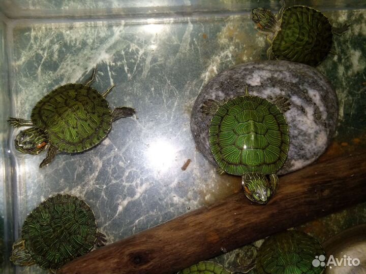 Красноухая черепашка * черепаха