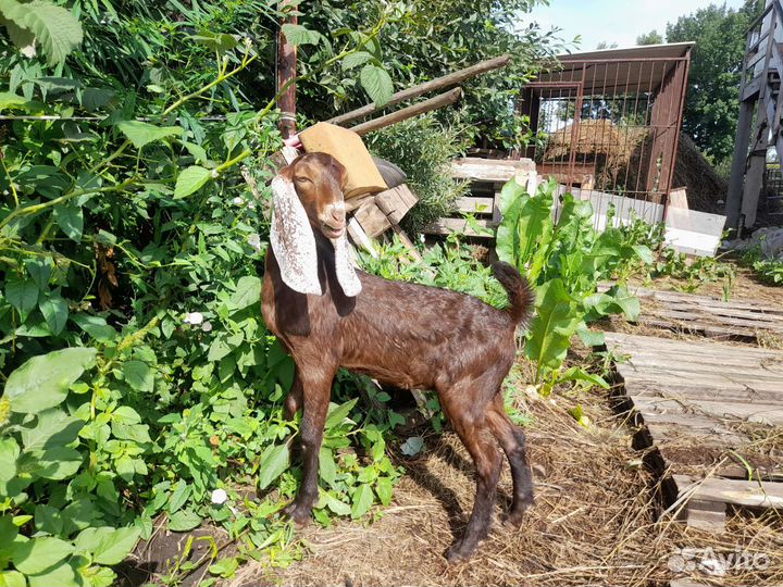 Козочки камори/нубийские