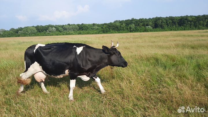 Корова дойная и тёлка