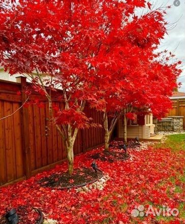 Клен японский саженцы с доставкой