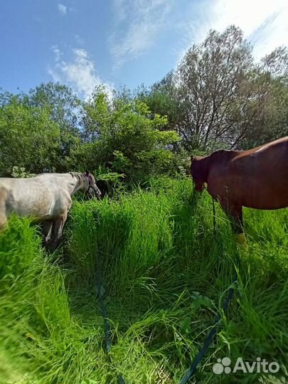 Лошадь тяжеловоз