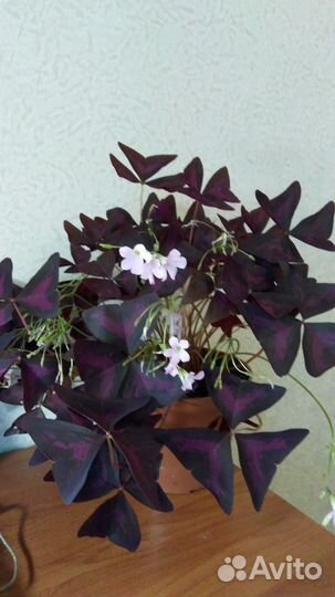 Растение кислица или 