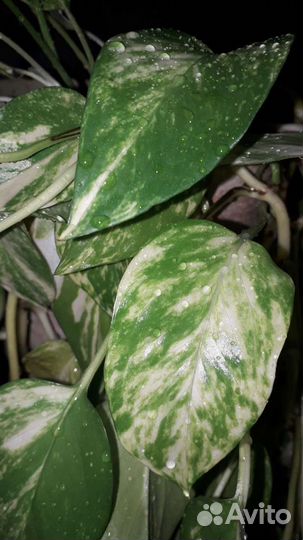 Роициссус, сциндапсус, комнатные ампельные раст