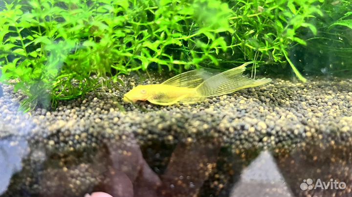 Сомики анциструсы вуалевые золотой альбинос