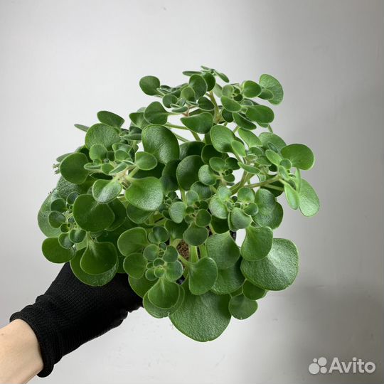 Аихризон (дерево любви), d-11