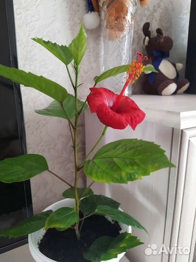 Гибискус китайская роза