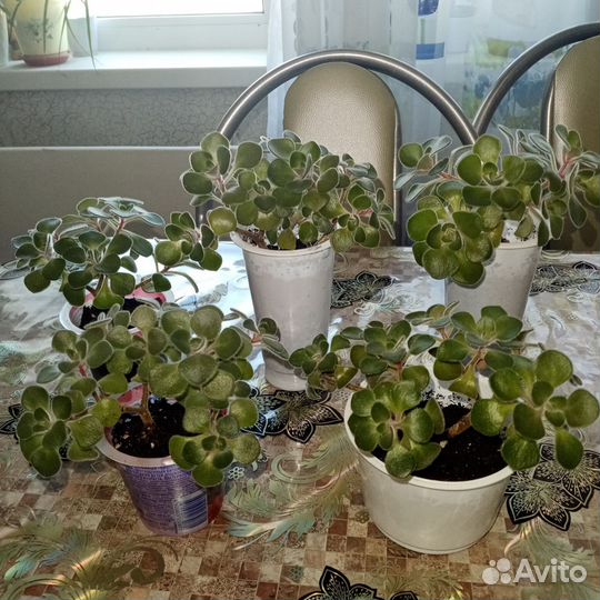 Аихризон дерево любви