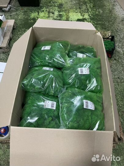 Стабилизированный мох ягель Лаймовый