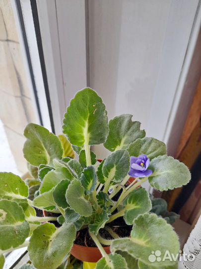 Фиалка комнатная