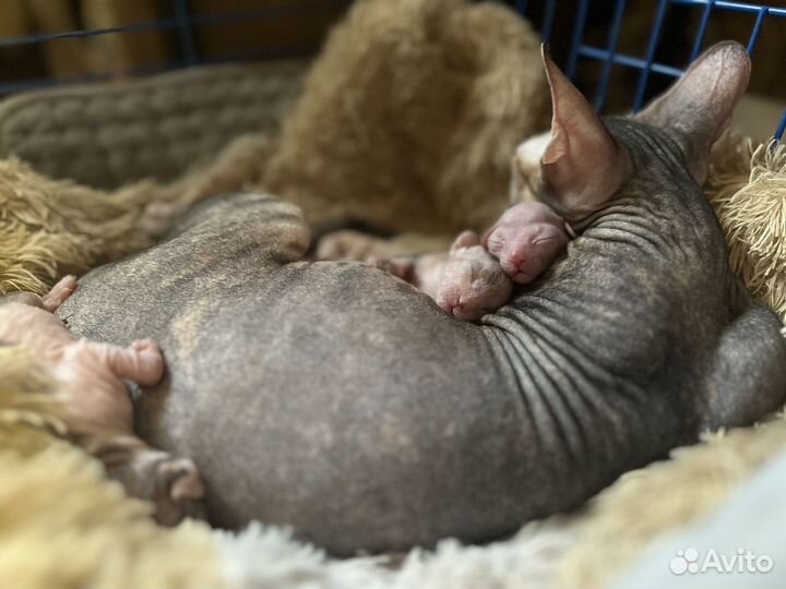 Донской сфинкс (бронь)