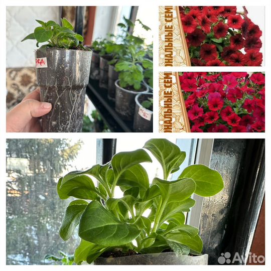 Маточники петунии тайдал, опера