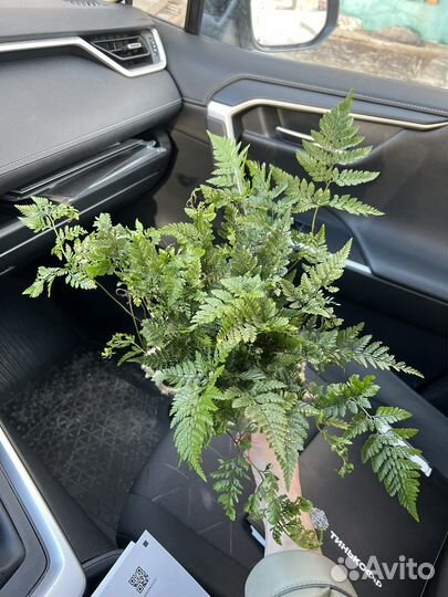 Папоротник давалия