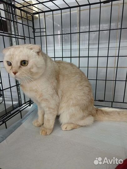 Безумно ласковый котик