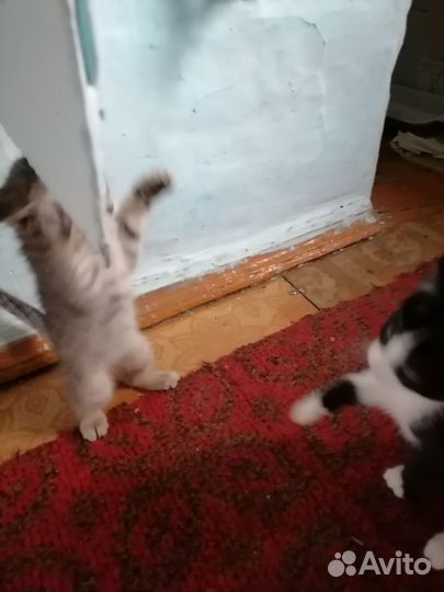 Кошки в добрые руки бесплатно